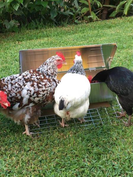 Auto Chicken Feeder