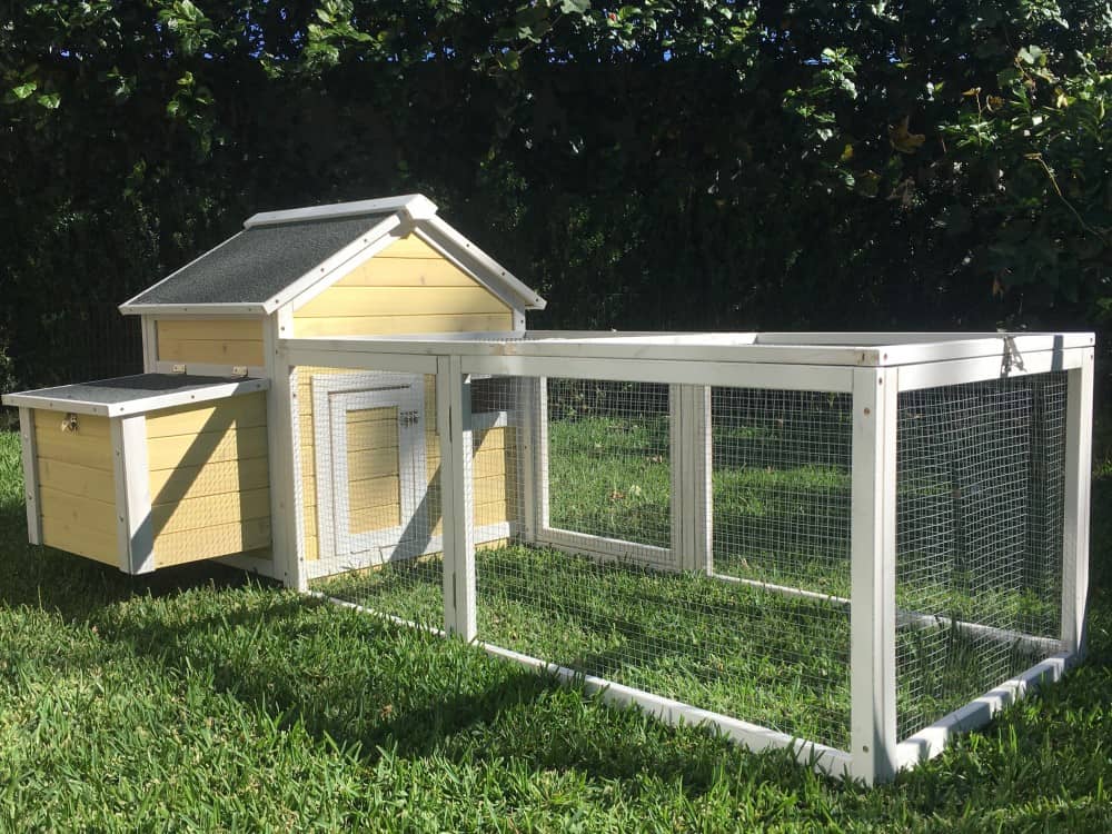 Guinea Pigs