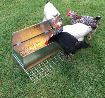 Automatic chicken feeder