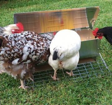 Automatic chicken feeder