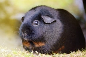 American guinea pig
