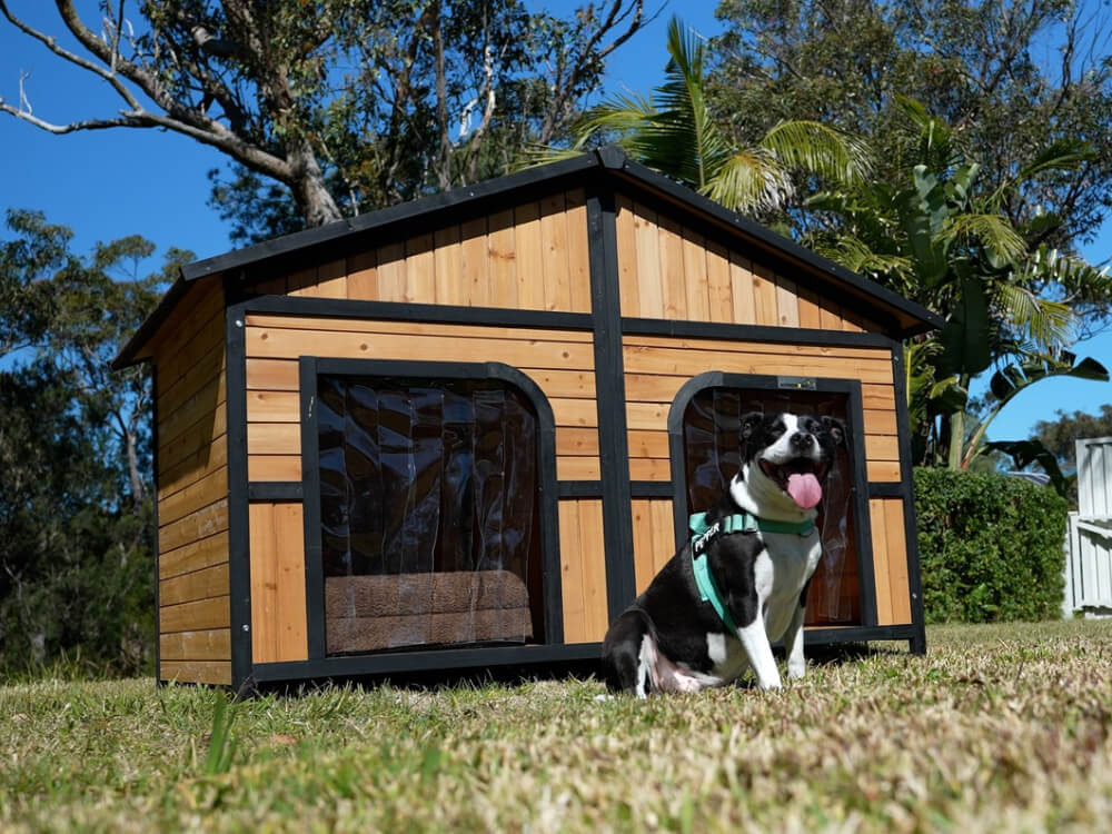 Grand Kennel with Staffy cross