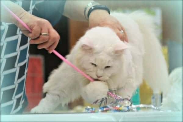 Main Coon Cat Breeder Show Cats 