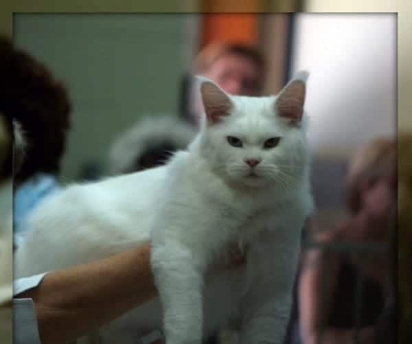 Main Coon Cat Breeder Show Cats