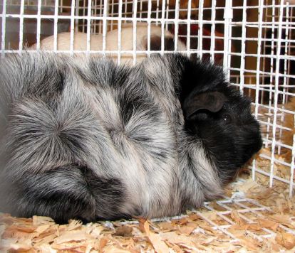 abyssinian guinea pig