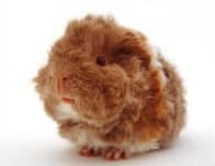 curly haired guinea pig