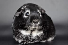 American guinea pig 