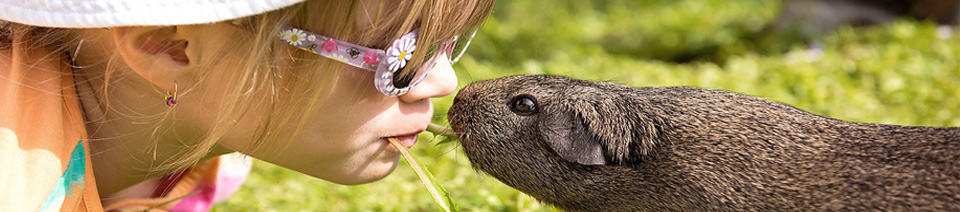 american guinea pig