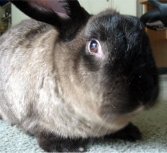 American Sable Rabbit Breed