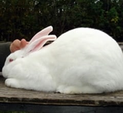 American White Rabbit Breed