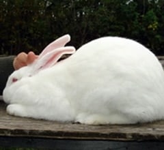 The Ultimate Rabbit Breeds in Australia