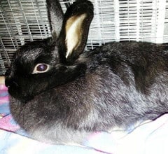 angora rabbit breed