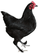 australian langshan chicken breed
