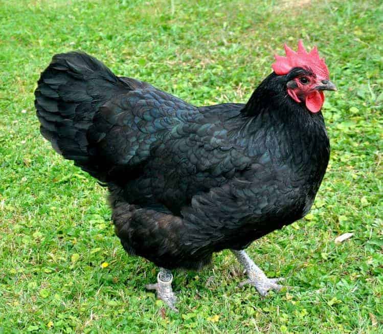 Australorp chicken