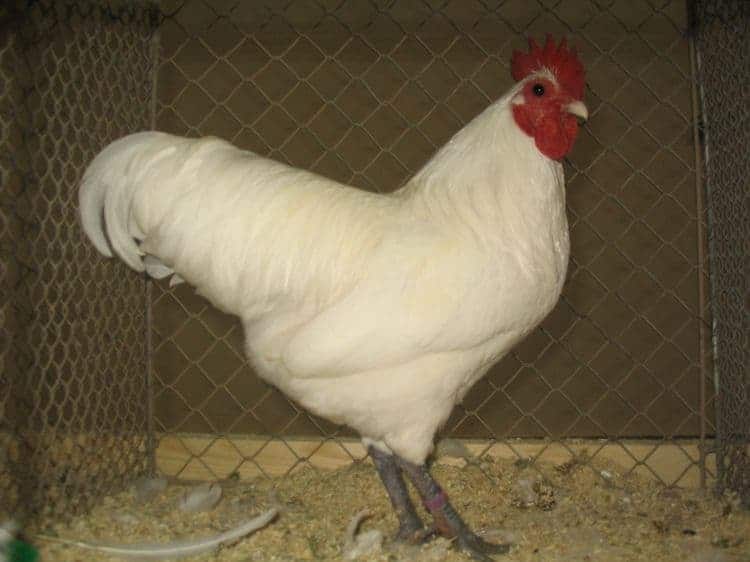 Australorp chicken