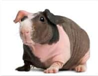 baldwin guinea pig