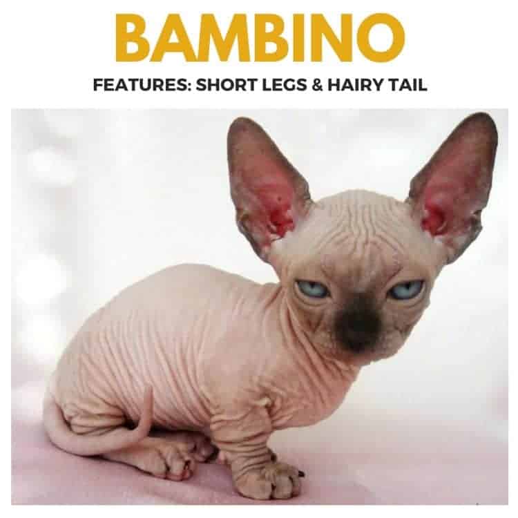 Bambino