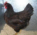 Barnevelder Barnevelder