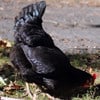 Barter Black Chicken
