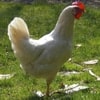 Barter White Chicken