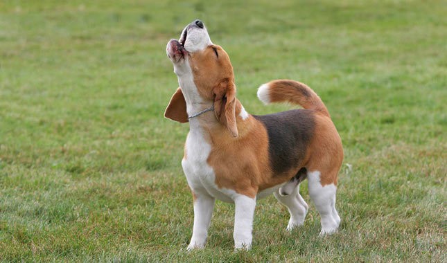 Beagle barking