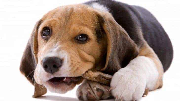 Beagle chewing
