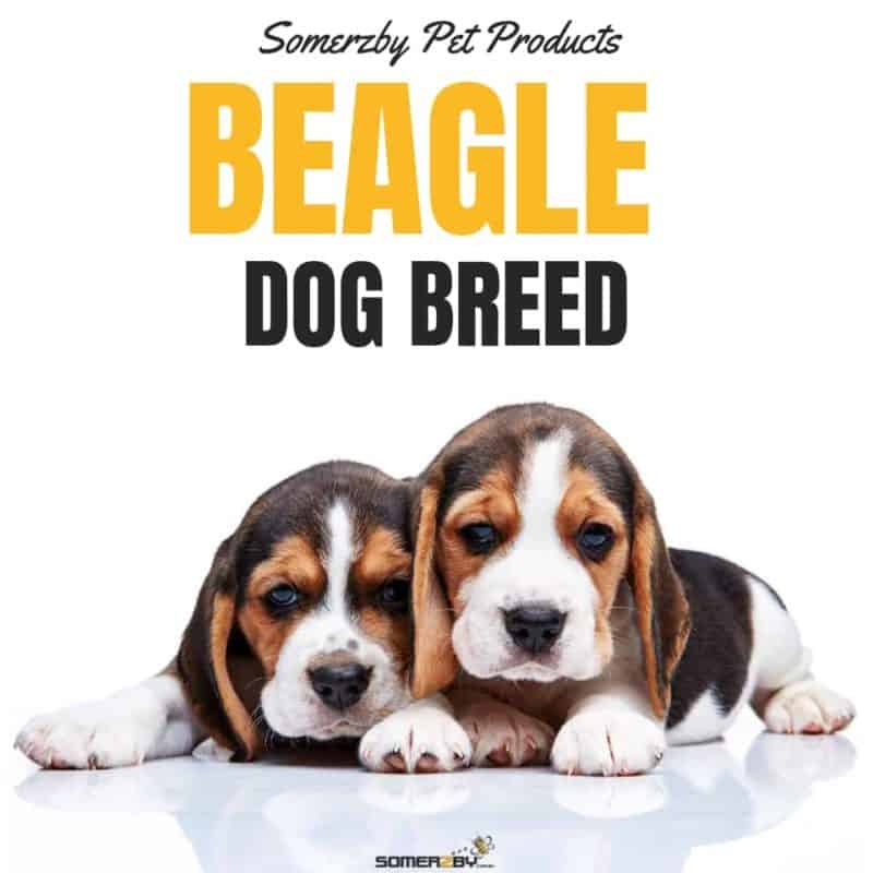 Beagle Dog Breed