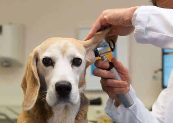 Beagle health check