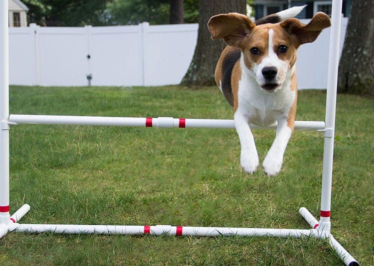 beagle jumping