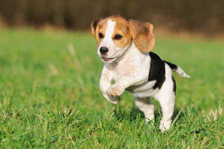 Beagle puppy running
