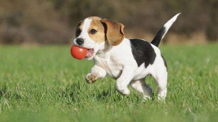 Beagle running