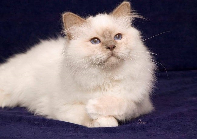 Beatiful Blue Eye Birman Cat