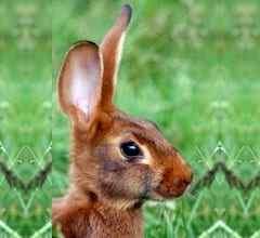 Belgian Hare Rabbit Breed