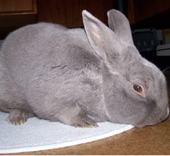 Beveren Rabbit Breed