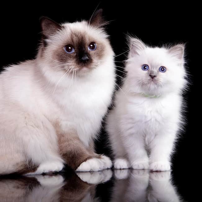 birman kitten breeders