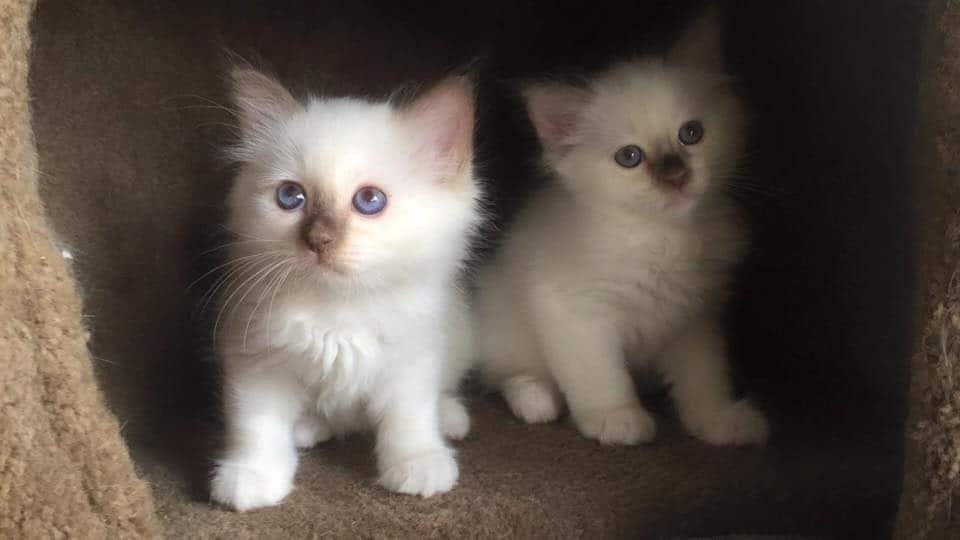 Birman Kittens by Furkidz Breeder