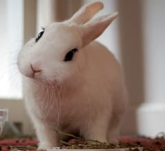 Blanc De Hotot Rabbit Breed