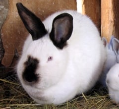 Californian Rabbit Breed