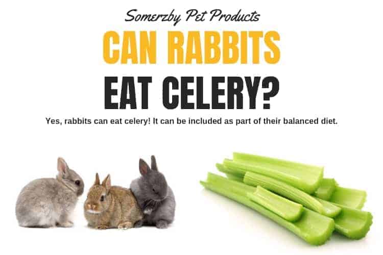 Can rabbits eat celery