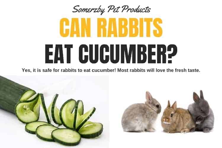 Can rabbits eat cucumber