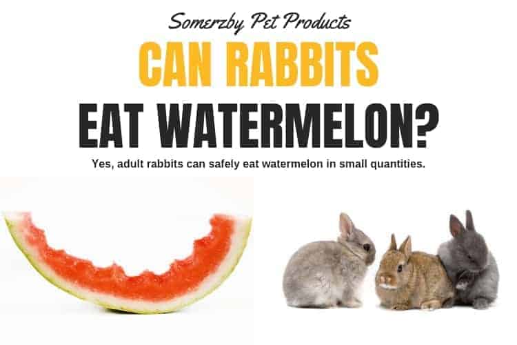 Can rabbits eat watermelon