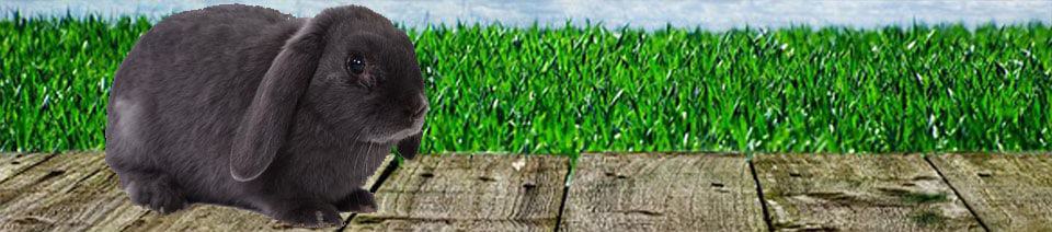 caring for a pet rabbit header