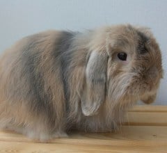 long haired floppy eared rabbit