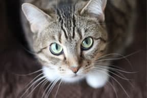 cat grooming article cat grooming article