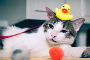cat grooming bath time cat grooming bath time