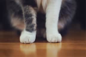 cat grooming feet