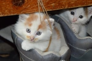 cat kittens in baskets