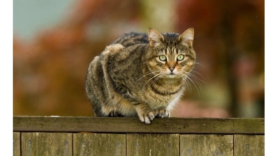 Cat on a Fence