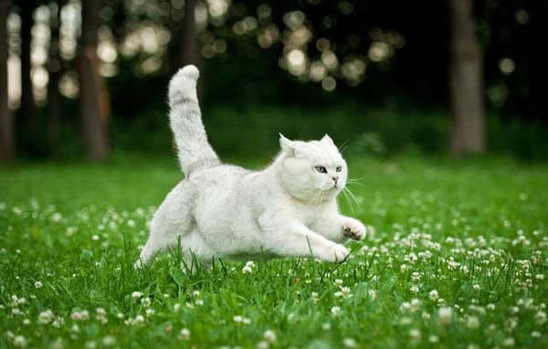 Cat Running