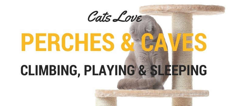 Cats love to climb, play and sleep in the caves and perches